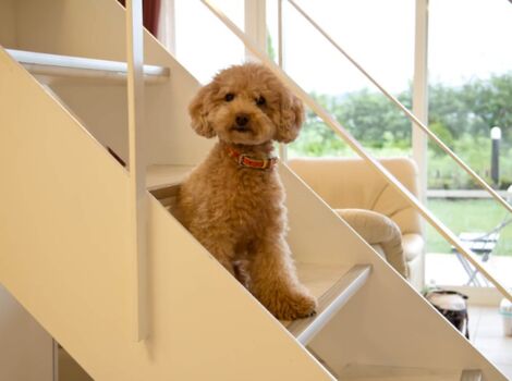 階段で遊ぶ犬