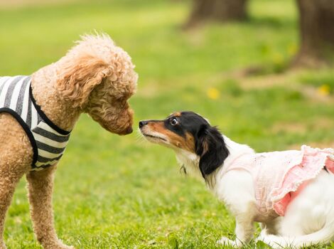 二匹で遊ぶ犬
