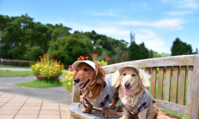 服を着た2匹の犬