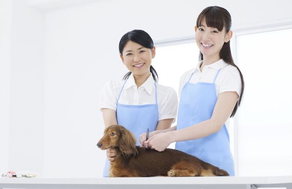 厚木で安心して依頼できるトリミングサロンをお求めでしたらご連絡ください