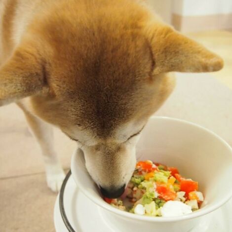 ご飯を食べる犬