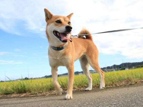 柴犬