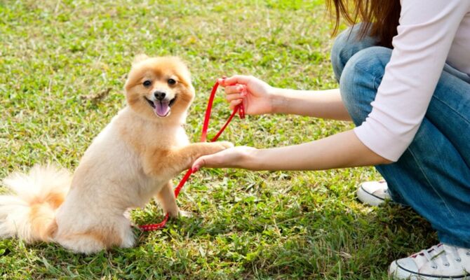 散歩する子犬