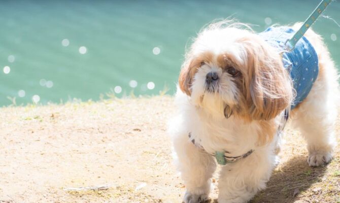 海辺で散歩する犬